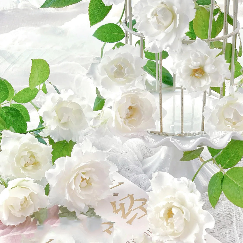 Le Blanc Japanese Florist Shrub Rose