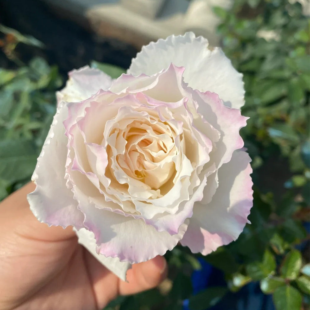 Le Blanc Japanese Florist Shrub Rose