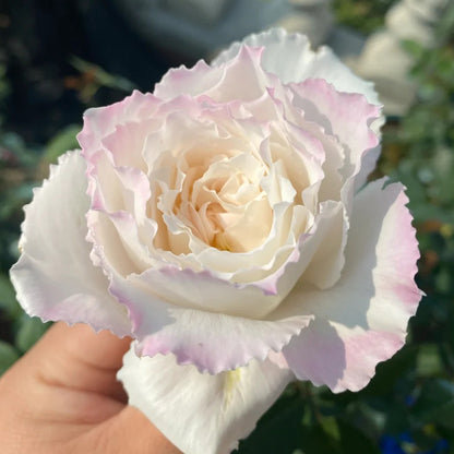 Le Blanc Japanese Florist Shrub Rose