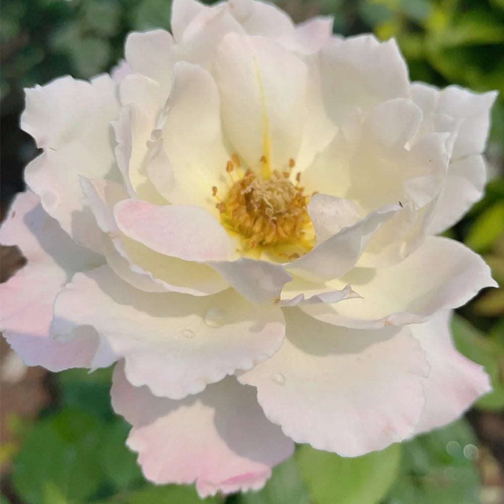 Le Blanc Japanese Florist Shrub Rose