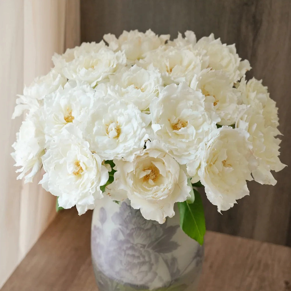 Le Blanc Japanese Florist Shrub Rose – Highgarden Roses
