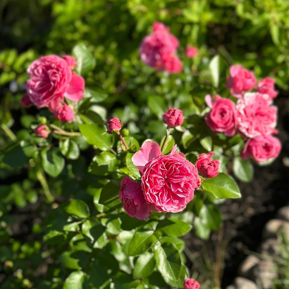 Leonardo da Vinci French Florist Climbing Rose