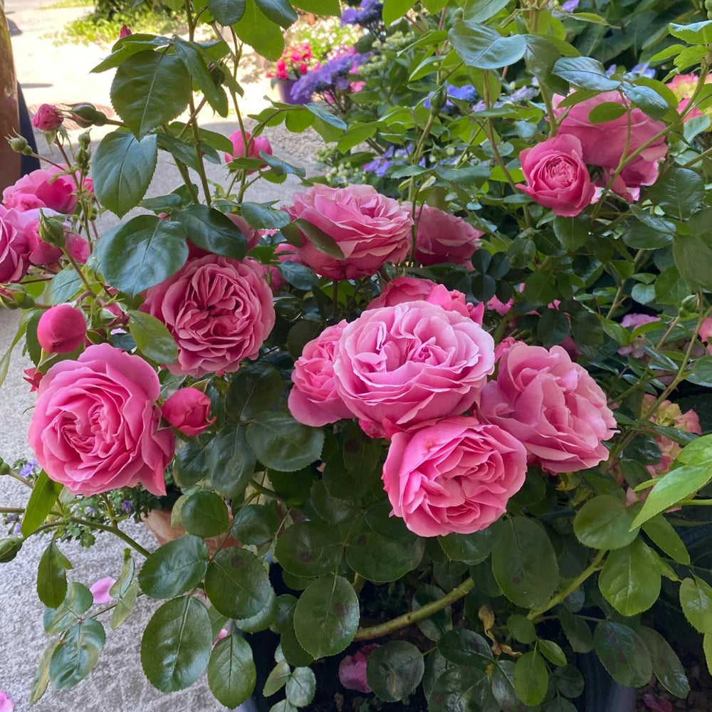 Leonardo da Vinci French Florist Climbing Rose