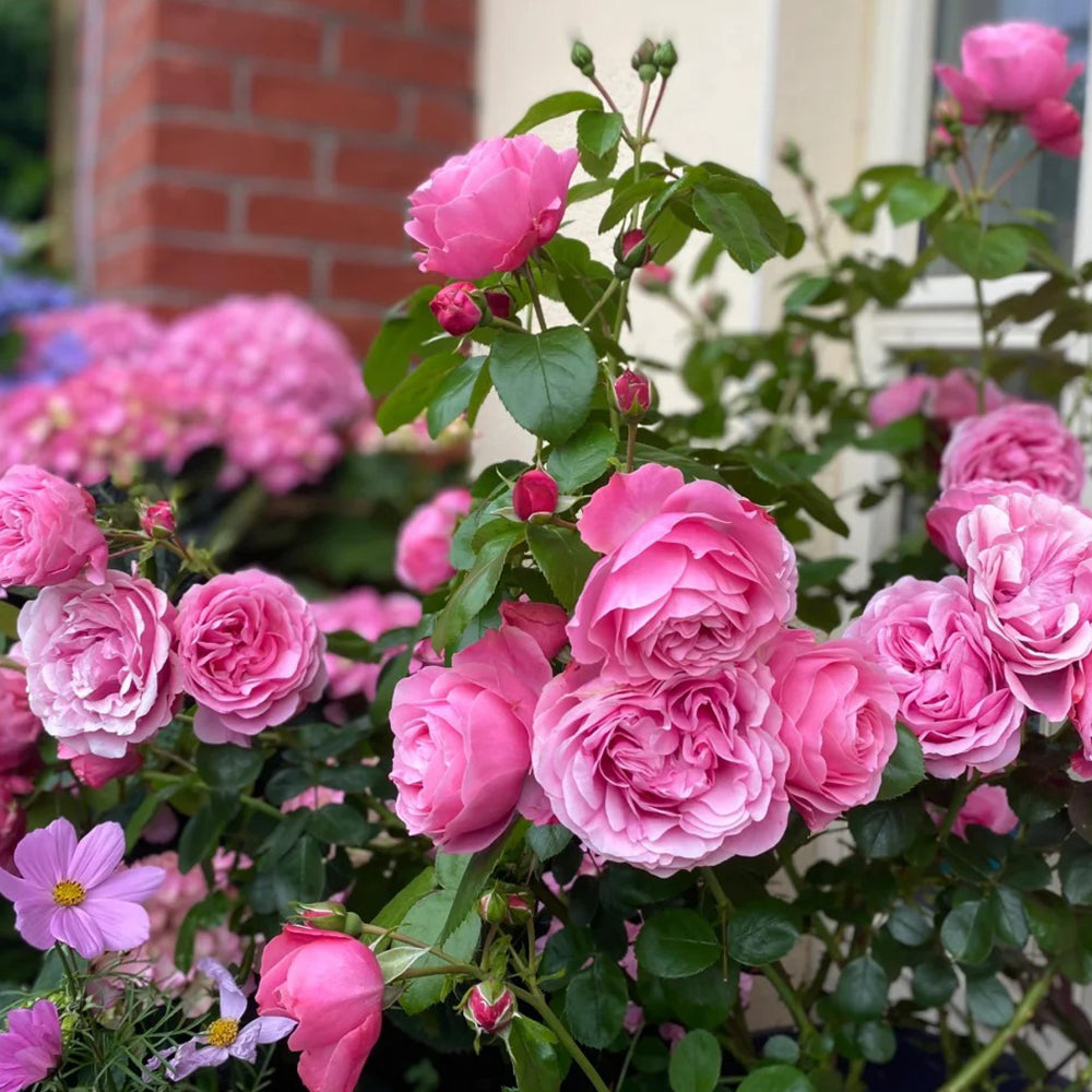 Leonardo da Vinci French Florist Climbing Rose