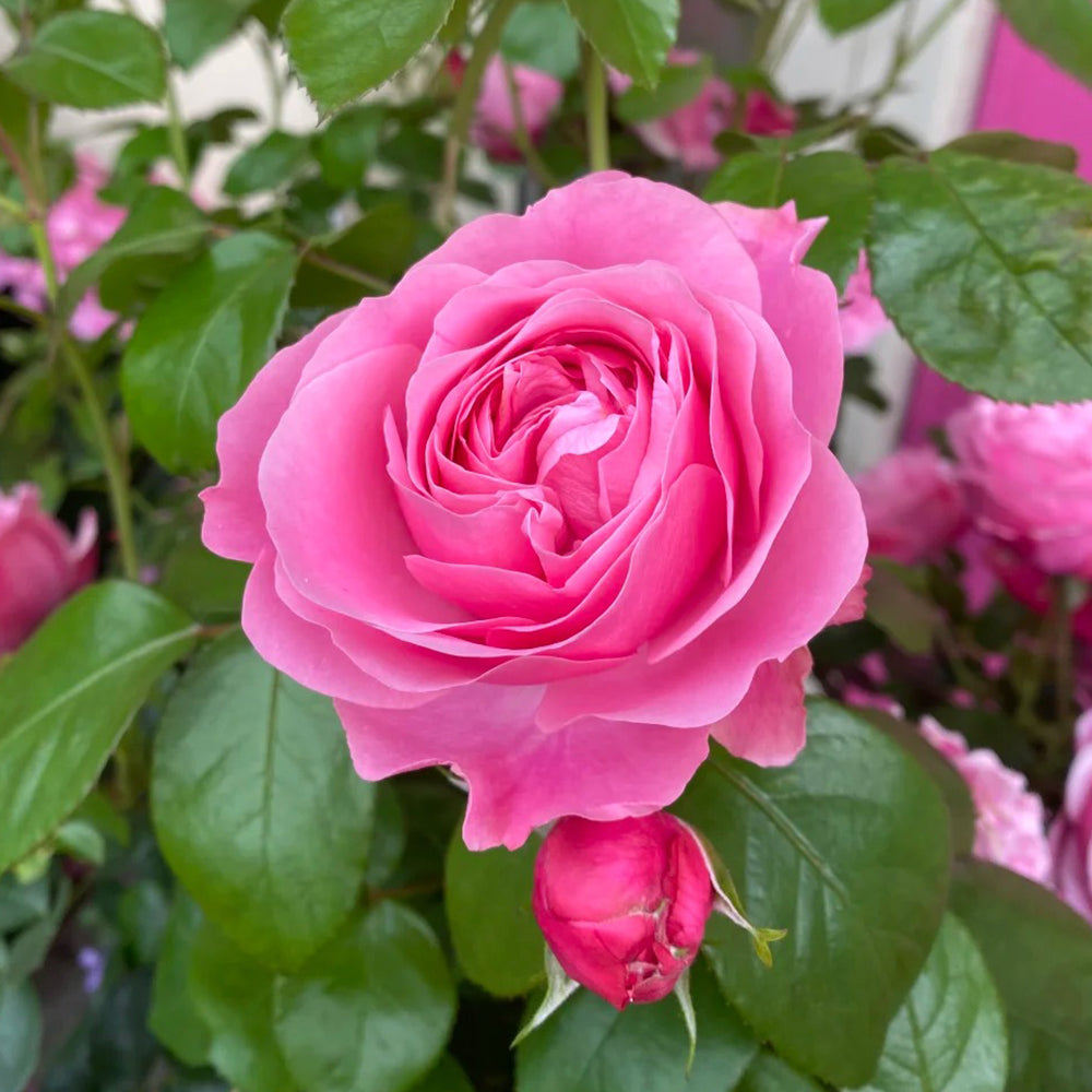 トップス Rose Leonardo da Vinci French Florist Climbing Rose – Highgarden Roses