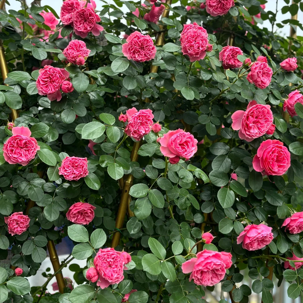 Leonardo da Vinci French Florist Climbing Rose