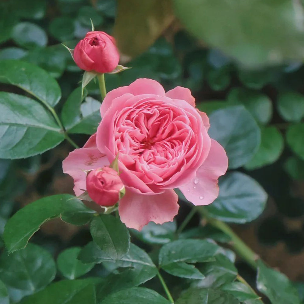 Leonardo da Vinci French Florist Climbing Rose