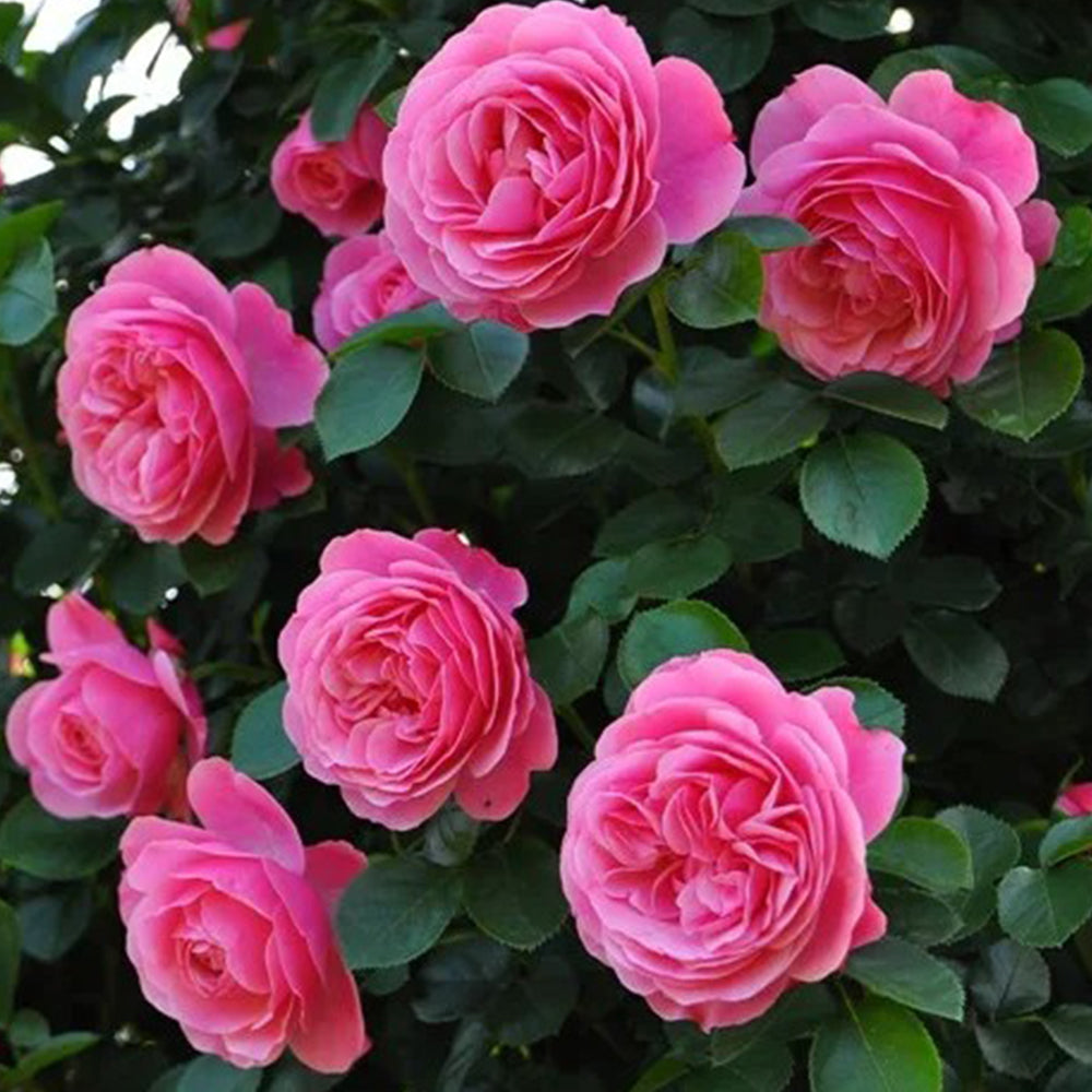 Leonardo da Vinci French Florist Climbing Rose