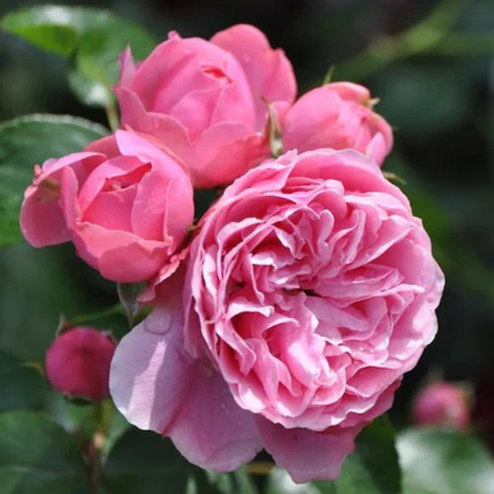 Leonardo da Vinci French Florist Climbing Rose