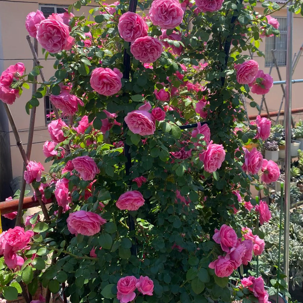 Leonardo da Vinci French Florist Climbing Rose