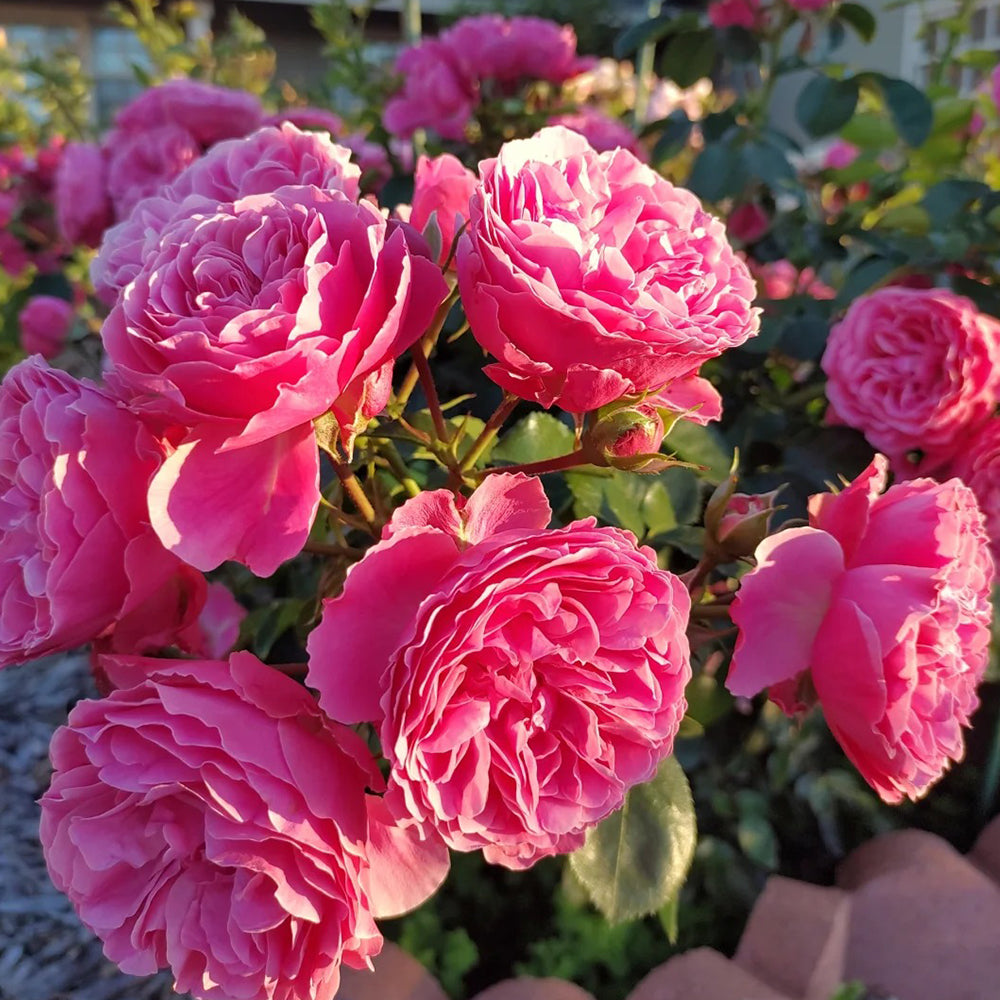 Leonardo da Vinci French Florist Climbing Rose – Highgarden Roses