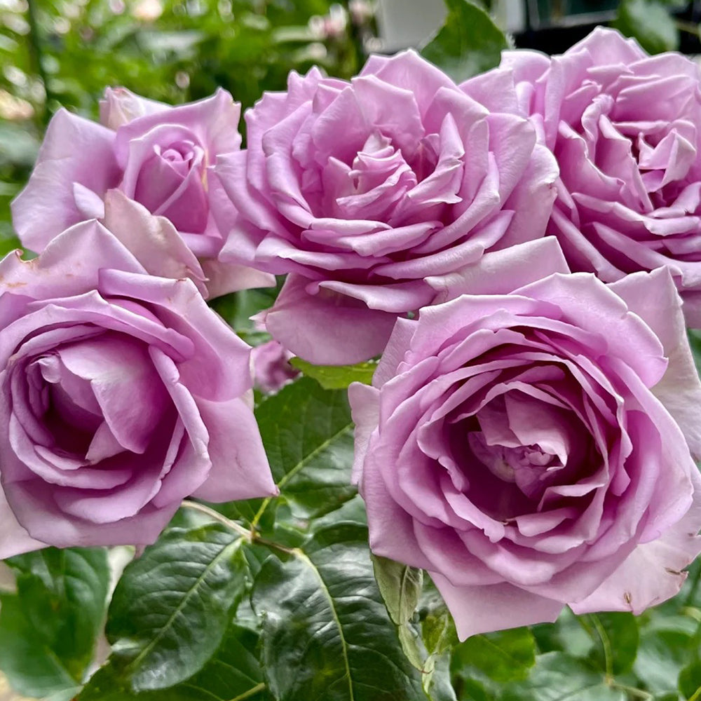 Rose様6枚 Leraishan Japanese Florist Shrub Rose Bush For Sale – Highgarden Roses