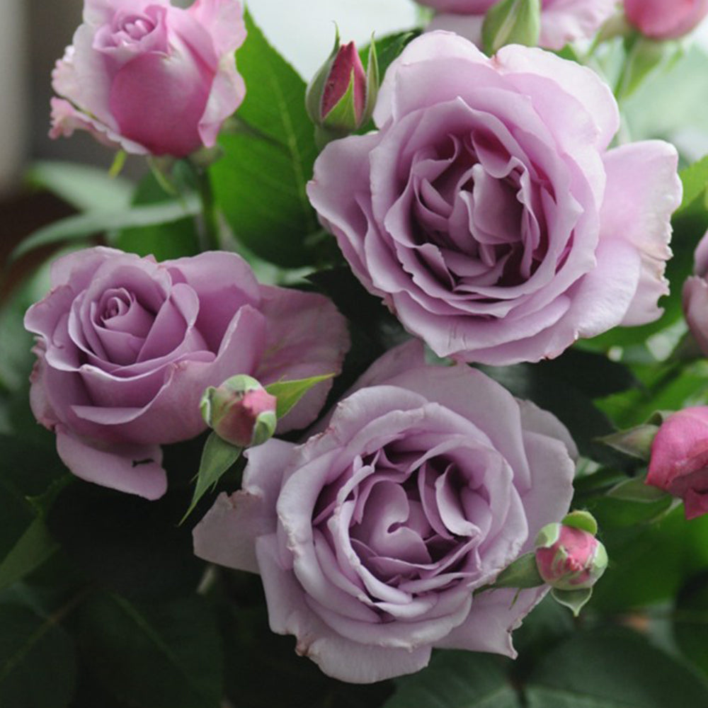 Leraishan Japanese Florist Shrub Rose