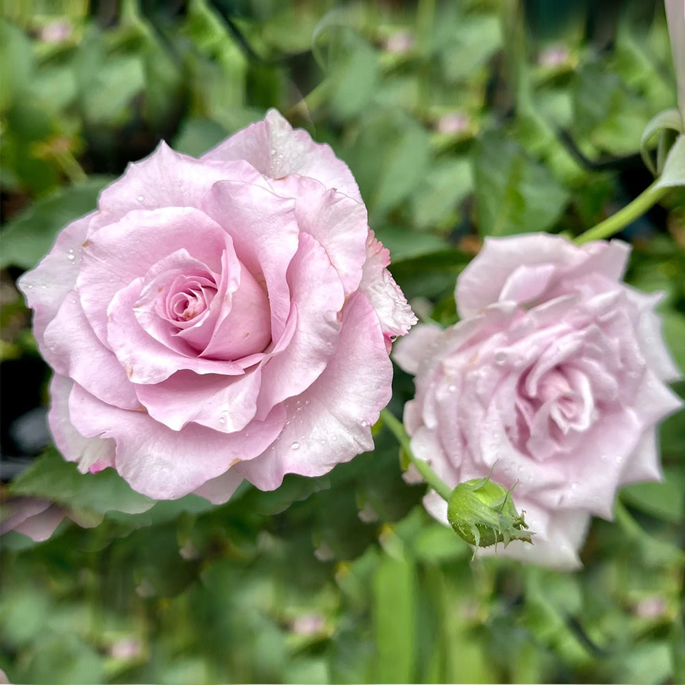 Leraishan Japanese Florist Shrub Rose