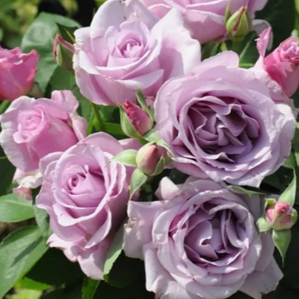 Leraishan Japanese Florist Shrub Rose