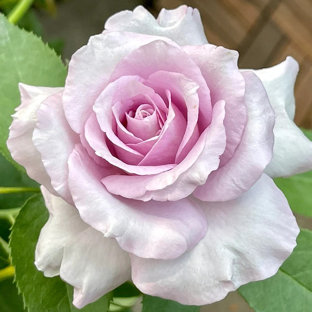 Leraishan Japanese Florist Shrub Rose Bush For Sale – Highgarden Roses