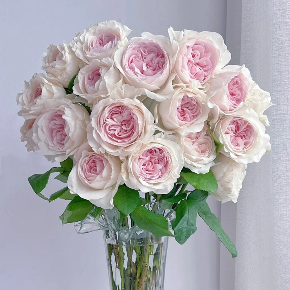 Les Fraises Japanese Florist Shrub Rose – Highgarden Roses