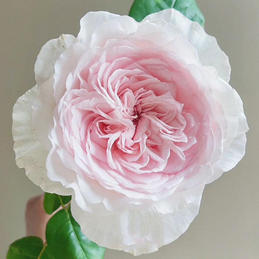 Les Fraises Japanese Florist Shrub Rose