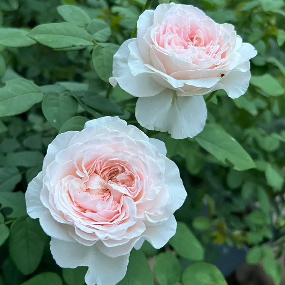 Les Fraises Japanese Florist Shrub Rose