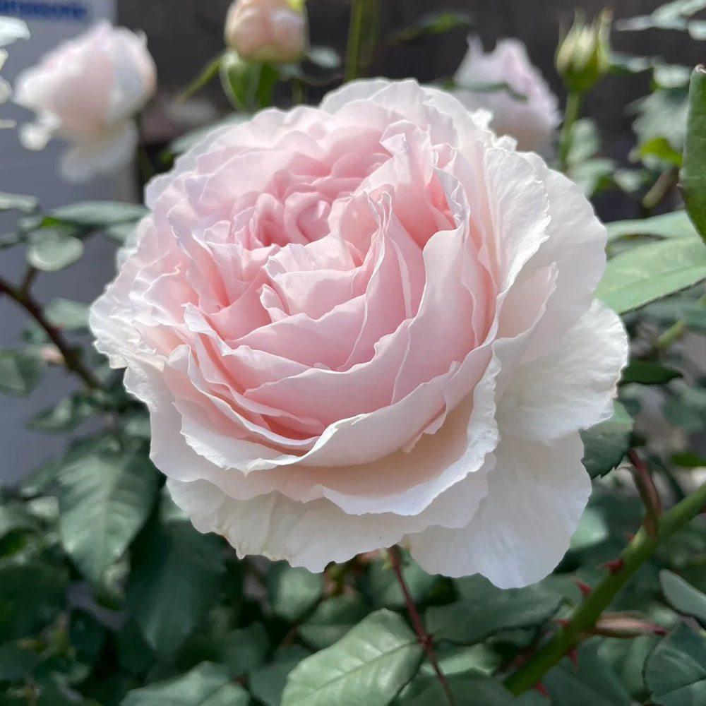 Les Fraises Japanese Florist Shrub Rose