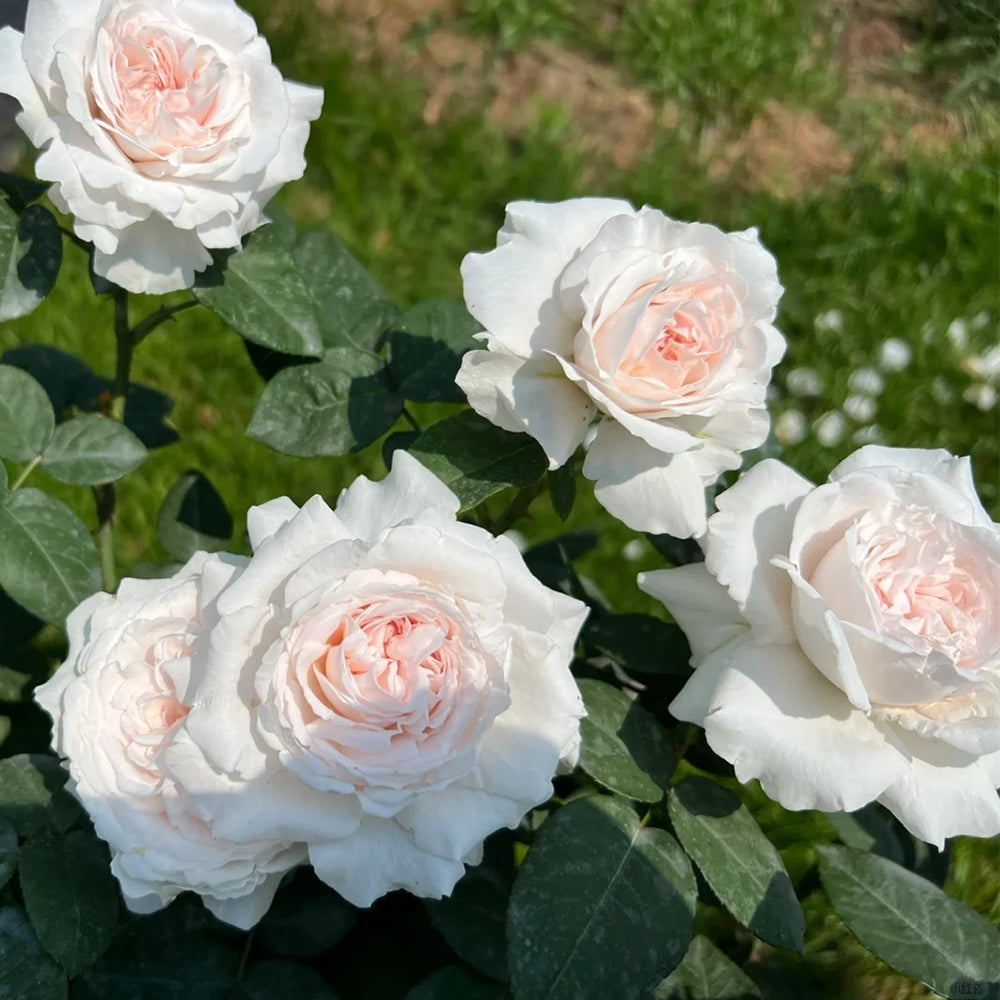 Les Fraises Japanese Florist Shrub Rose