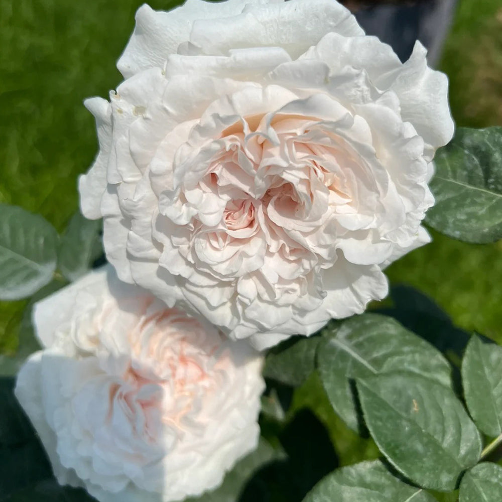 Les Fraises Japanese Florist Shrub Rose