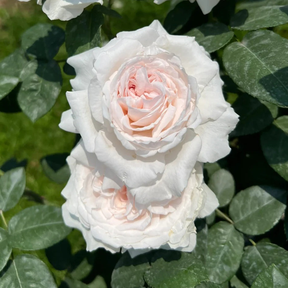 Les Fraises Japanese Florist Shrub Rose