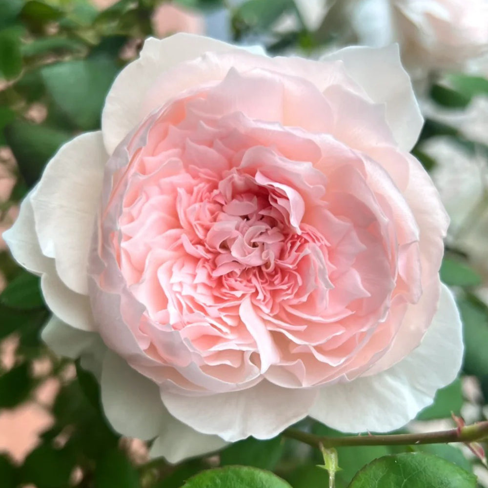 Letters from Home Chinese Florist Shrub Rose – Highgarden Roses