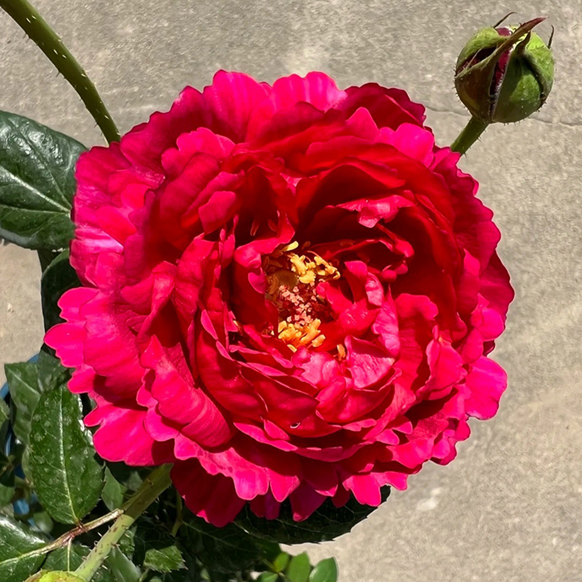 Ligare Japanese Garden Shrub Rose – Highgarden Roses