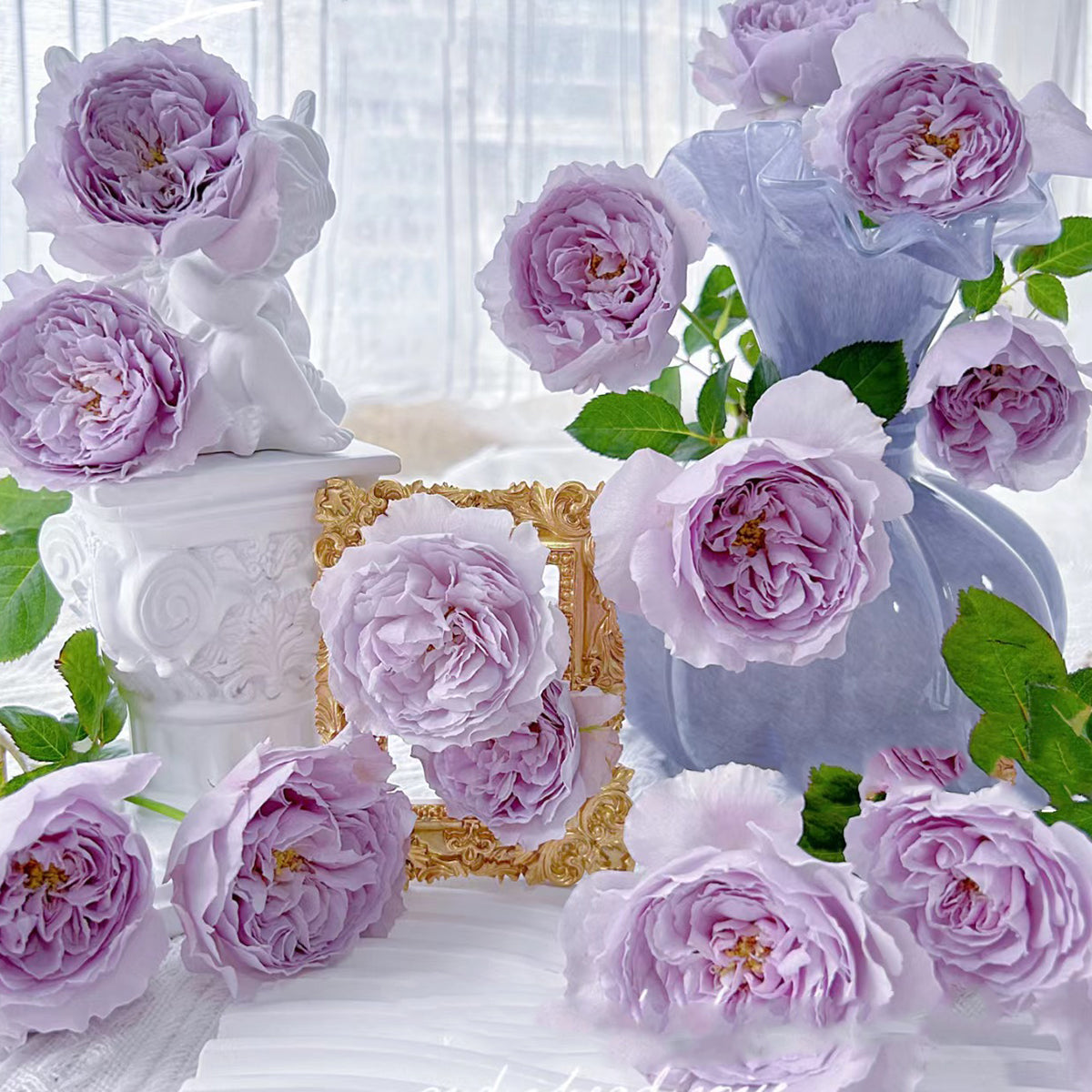 ( ′～‵)ŧ‹”ŧ‹”ŧ‹”ŧ‹” 薔薇紫　240×90 120×160 Lilas Japanese Garden Shrub Rose – Highgarden Roses