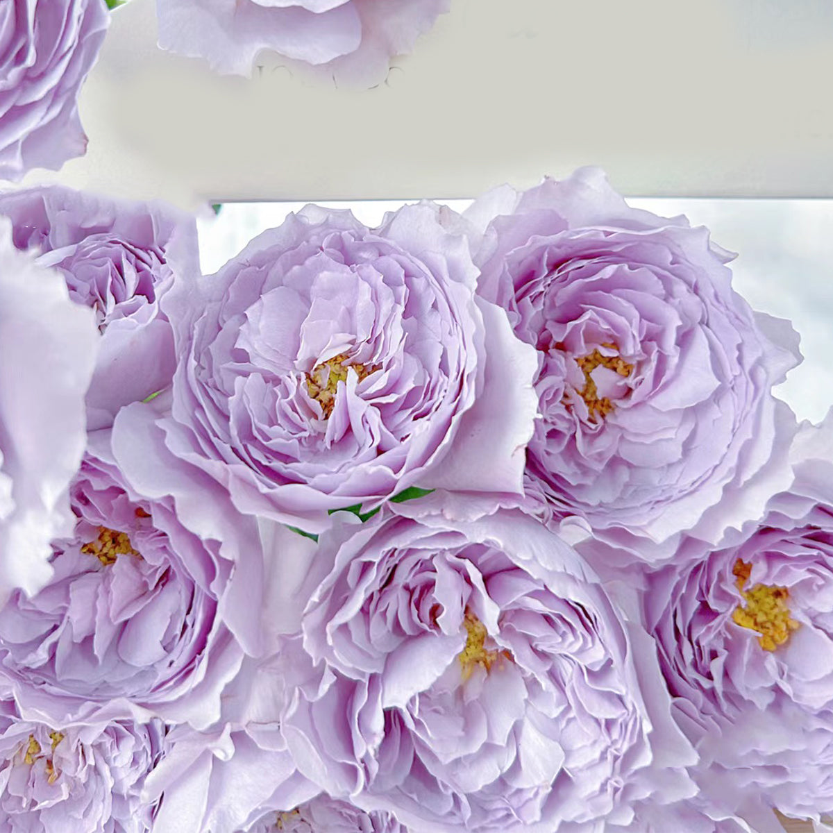 Lilas Japanese Florist Shrub Rose – Highgarden Roses