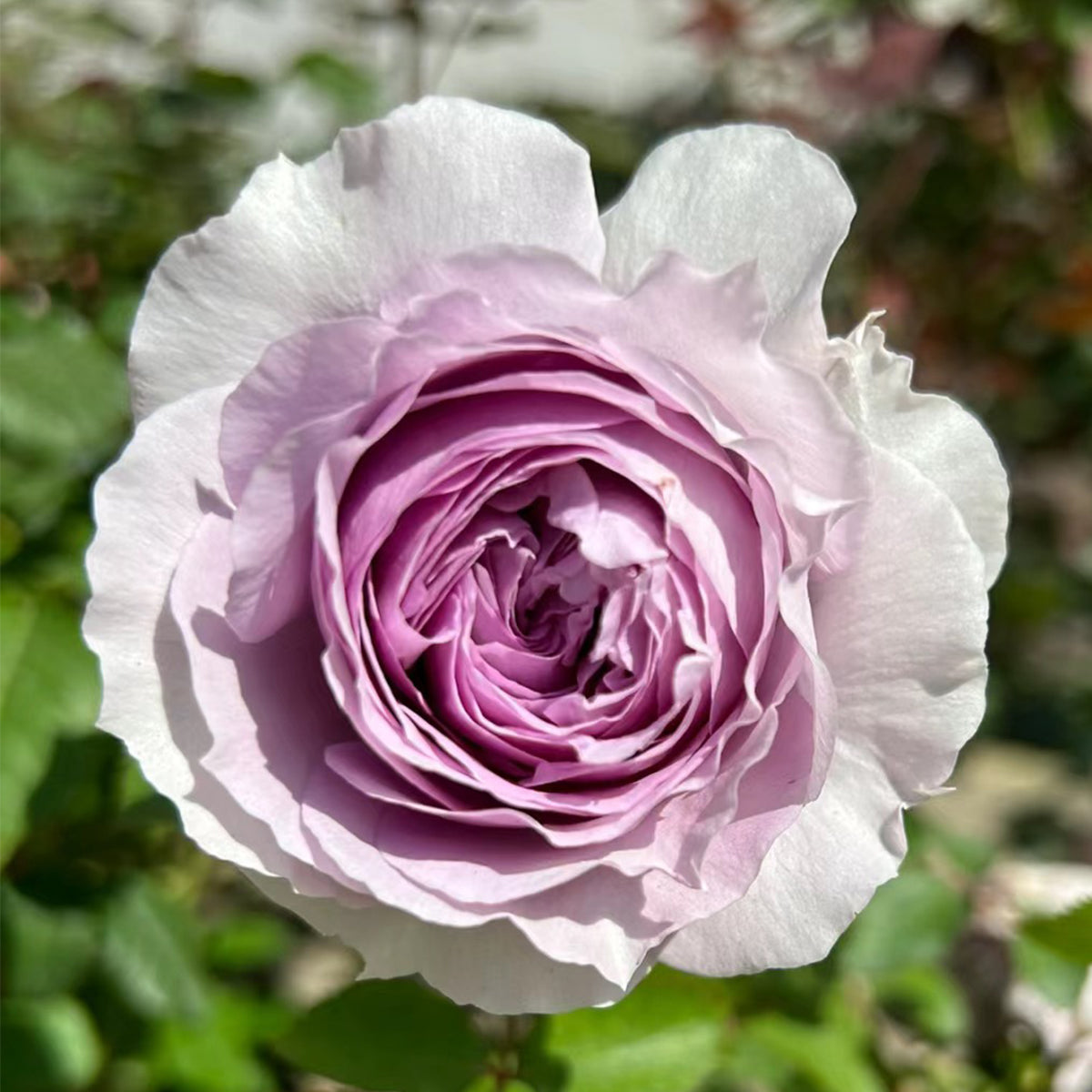 ( ′～‵)ŧ‹”ŧ‹”ŧ‹”ŧ‹” 薔薇紫　240×90 120×160 Lilas Japanese Garden Shrub Rose – Highgarden Roses