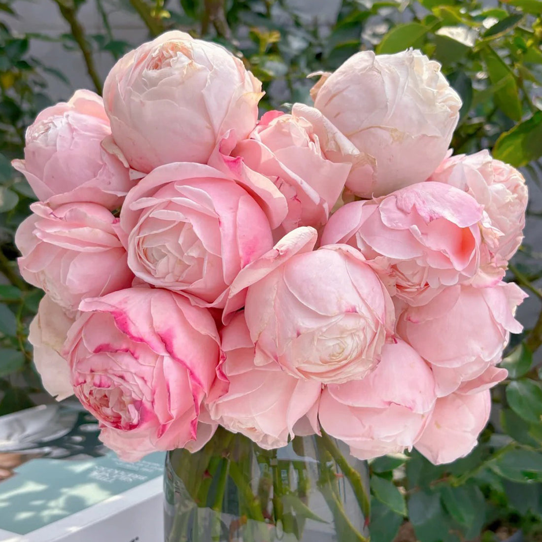 Lollipink Chinese Florist Shrub Rose