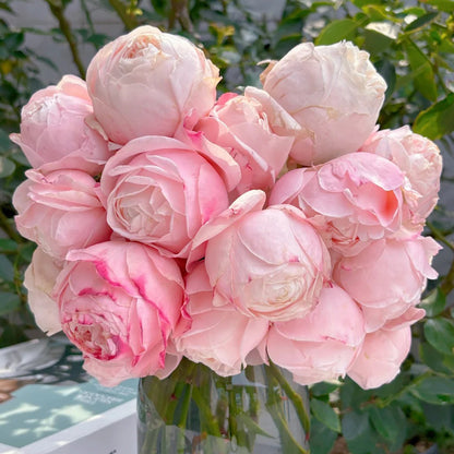 Lollipink Chinese Florist Shrub Rose