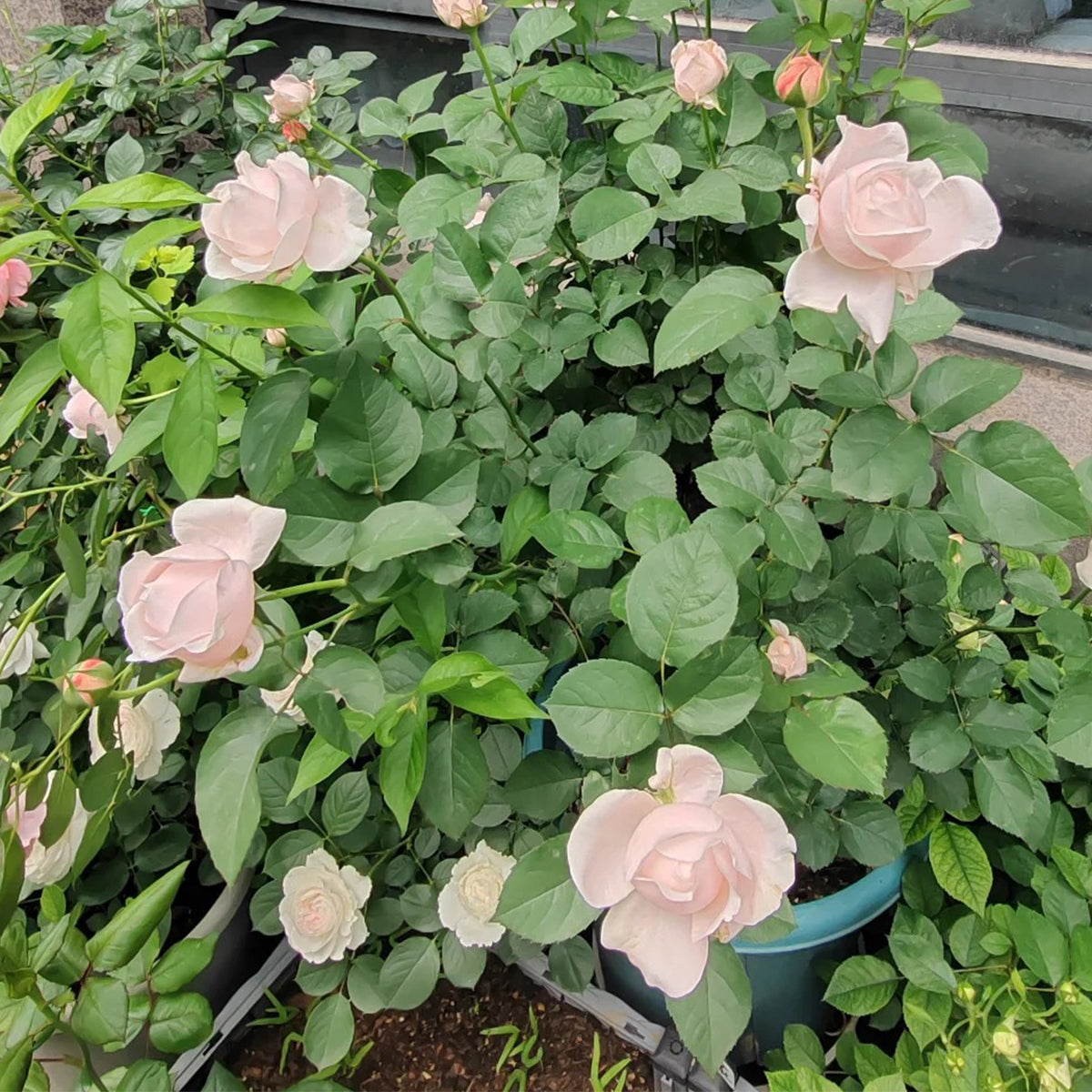 Lollipink Chinese Florist Shrub Rose