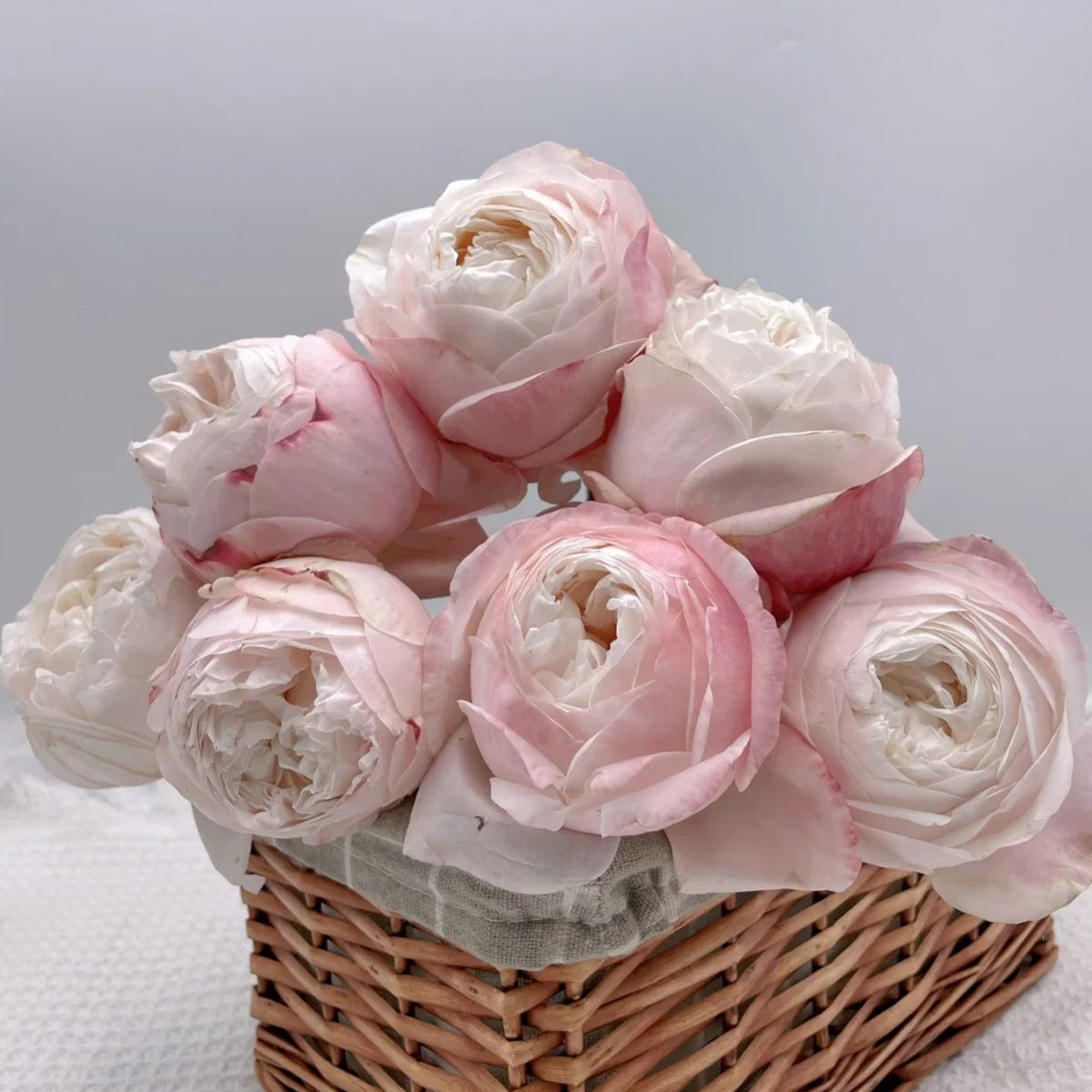 Lollipink Chinese Florist Shrub Rose