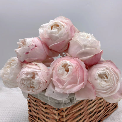 Lollipink Chinese Florist Shrub Rose