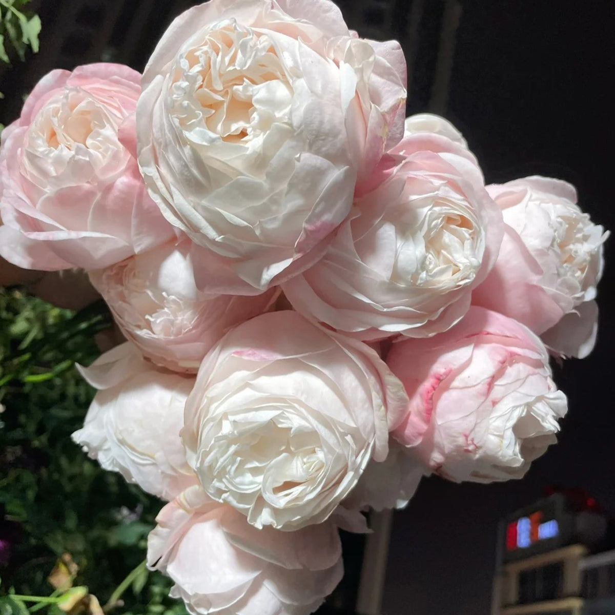 Lollipink Chinese Florist Shrub Rose