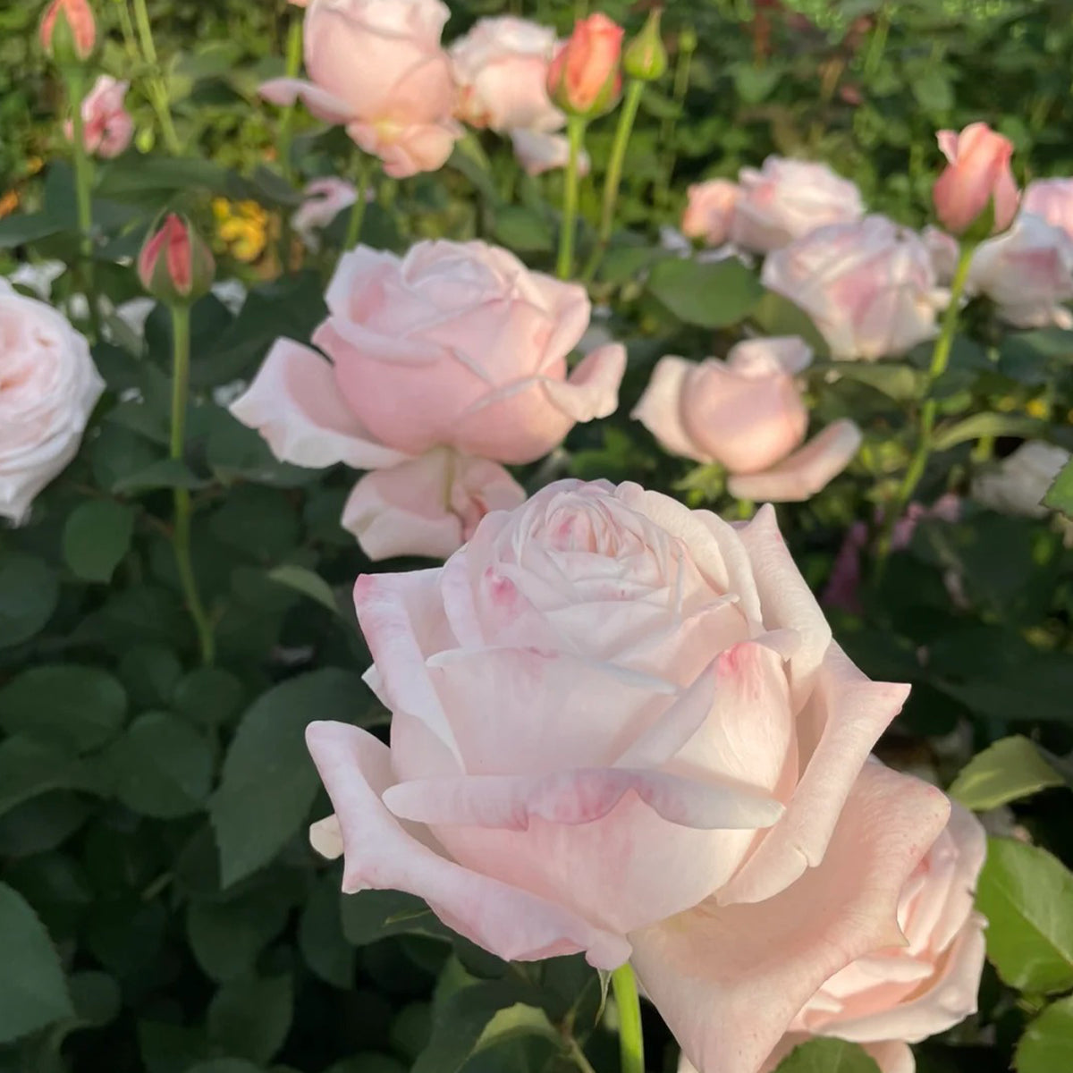 Lollipink Chinese Florist Shrub Rose