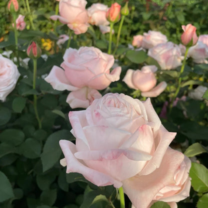 Lollipink Chinese Florist Shrub Rose