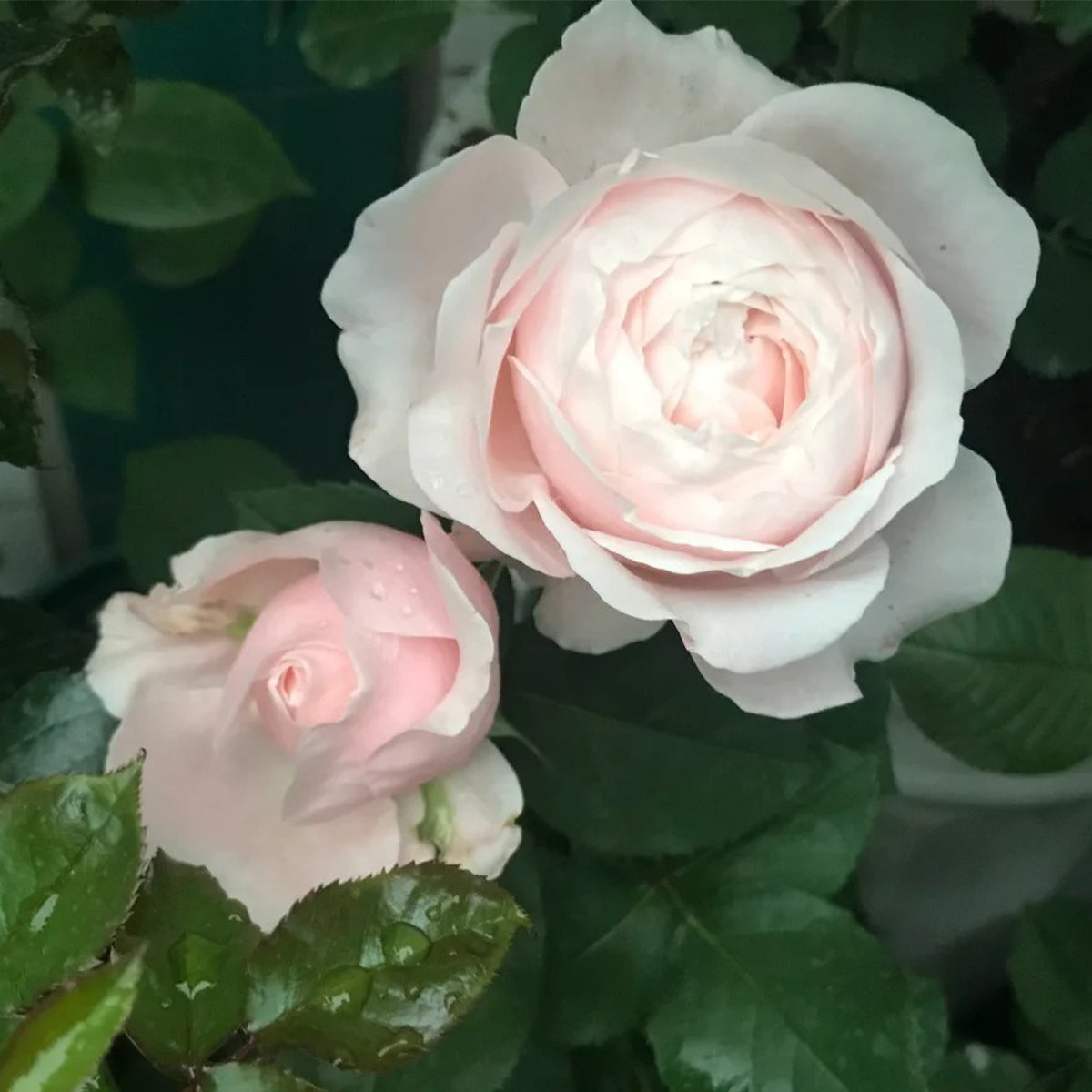 Lollipink Chinese Florist Shrub Rose