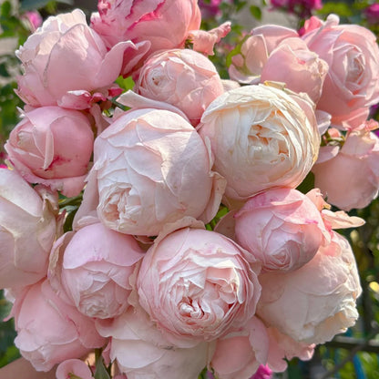 Lollipink Chinese Florist Shrub Rose