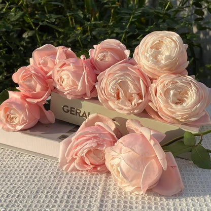 Lollipink Chinese Florist Shrub Rose