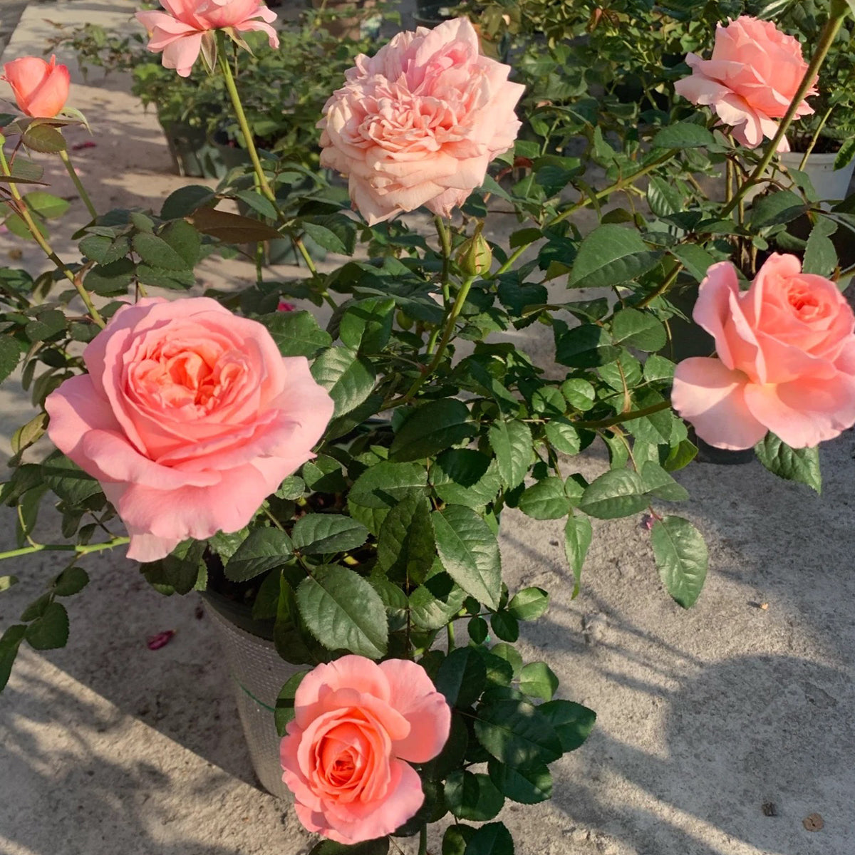 London Eye Dutch Florist Shrub Rose