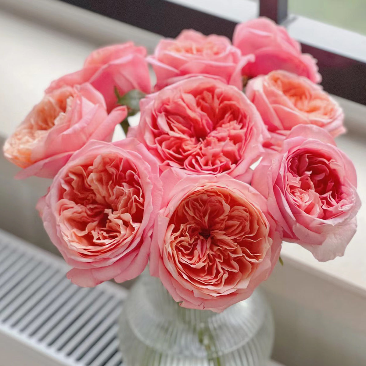 London Eye Dutch Florist Shrub Rose