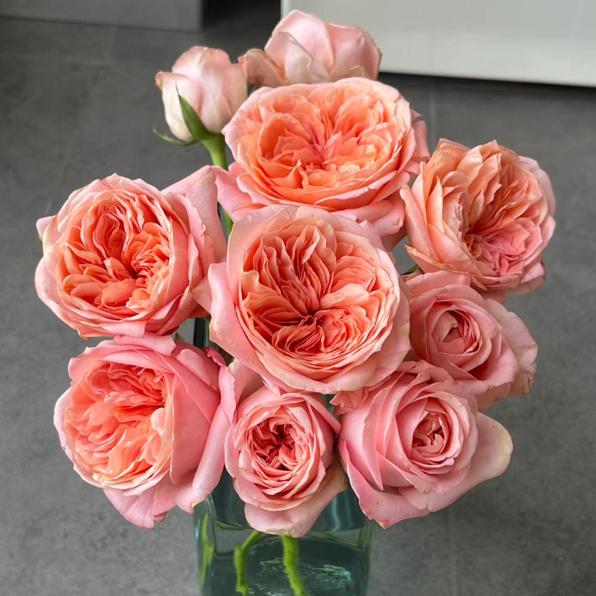 London Eye Dutch Florist Shrub Rose