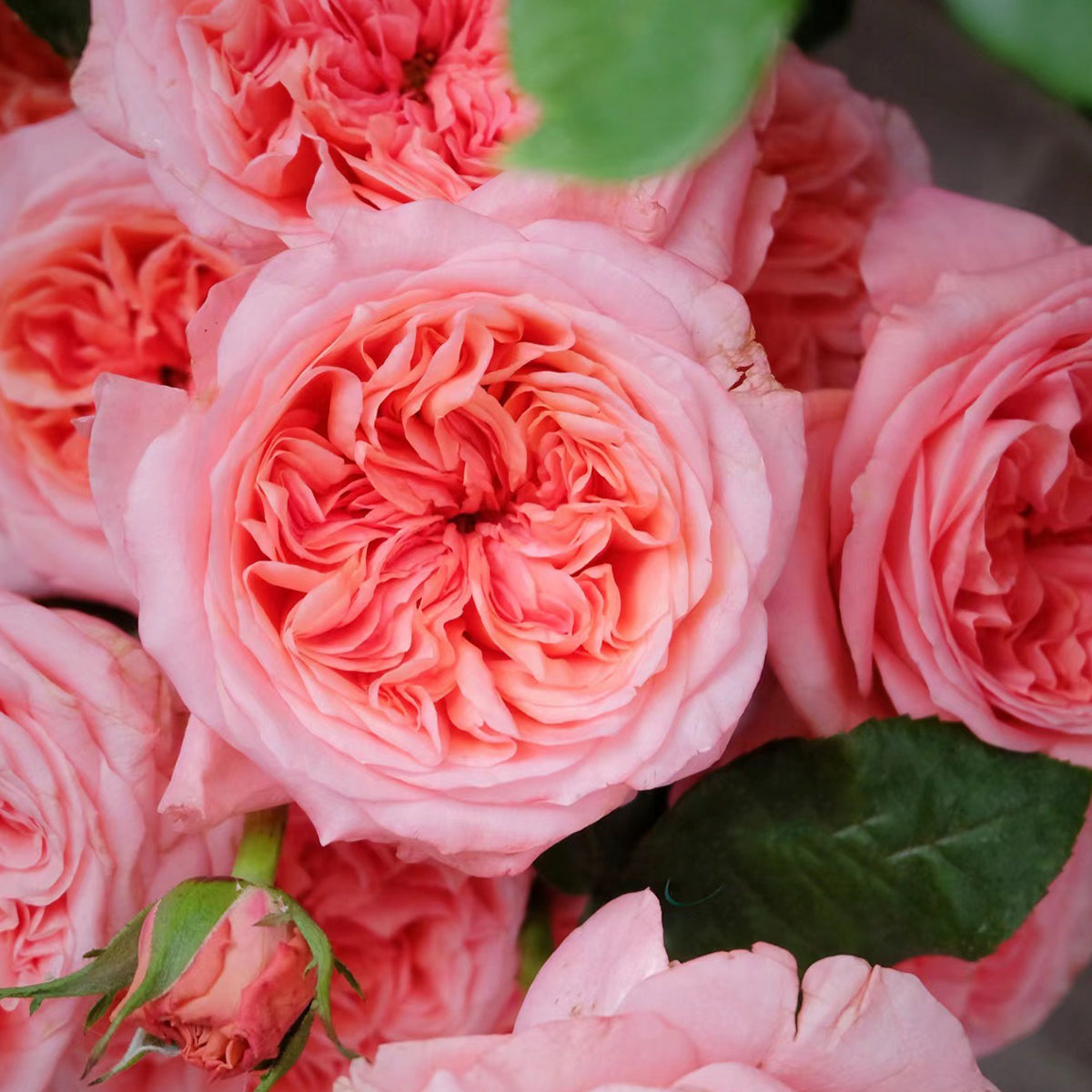 London Eye Dutch Florist Shrub Rose