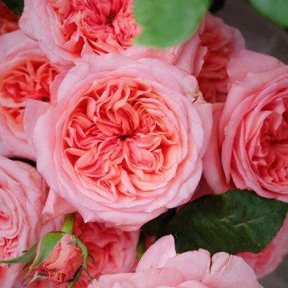 London Eye Dutch Florist Shrub Rose