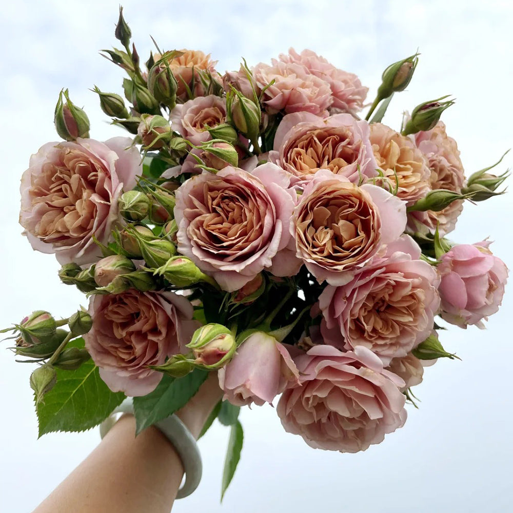 Shojun Roses Lori Japanese Florist Shrub Rose – Highgarden Roses