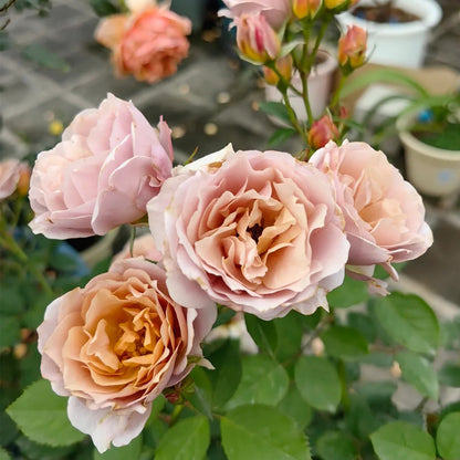 Lori Japanese Florist Shrub Rose